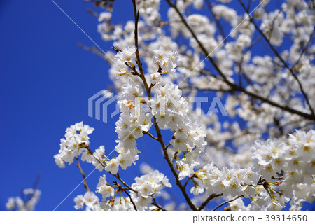 Cherry Blossoms Cherry Blossoms 39314650