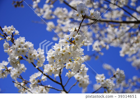 Cherry Blossoms Cherry Blossoms 39314651