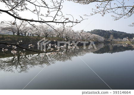 Tachioka自然公園櫻花公園 Tachioka自然公園櫻花公園 39314664