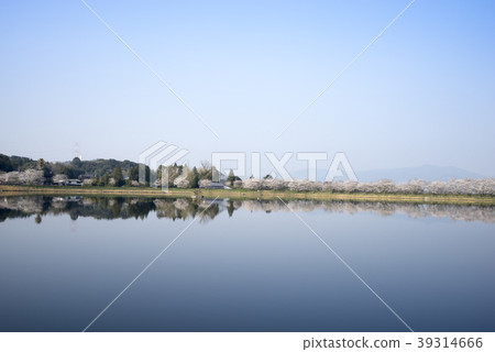 Tachioka自然公園櫻花公園 39314666