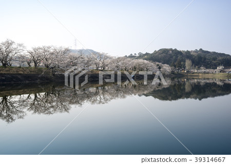 Tachioka自然公園櫻花公園 Tachioka自然公園櫻花公園 39314667