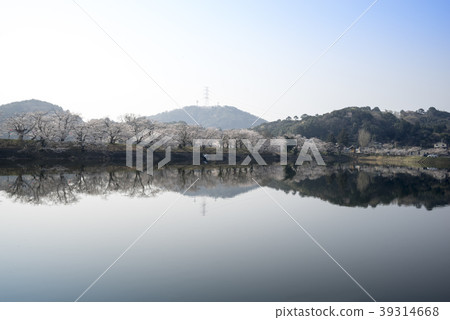 Tachioka自然公園櫻花公園 Tachioka自然公園櫻花公園 39314668