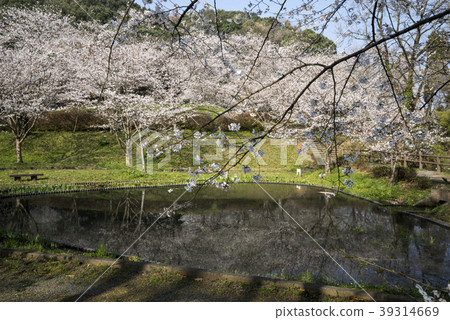 Tachioka自然公園櫻花公園 Tachioka自然公園櫻花公園 39314669