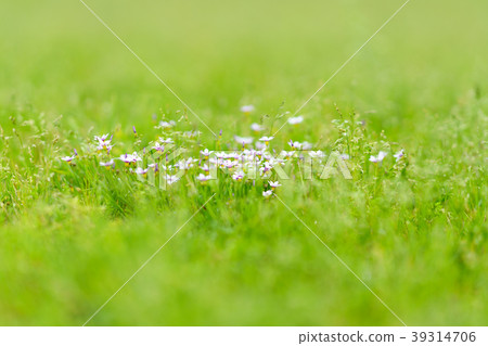 Flower story 39314706