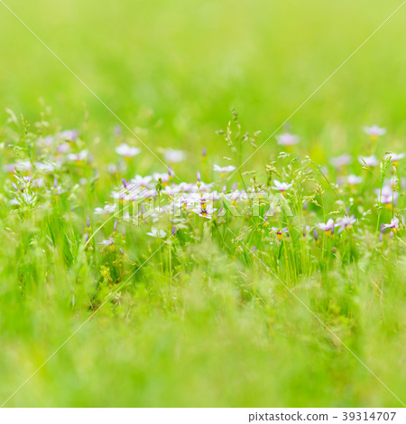 Flower story 39314707