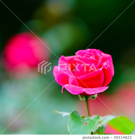 Flower story 39314822