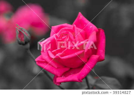 花的故事 花的故事 39314827