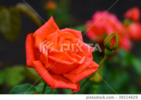 Flower story 39314829