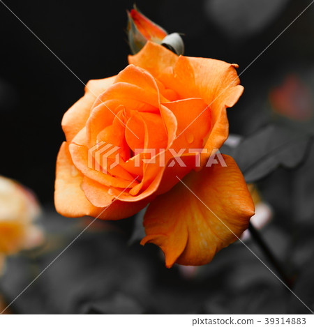 花的故事 39314883