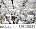 櫻花 39315989