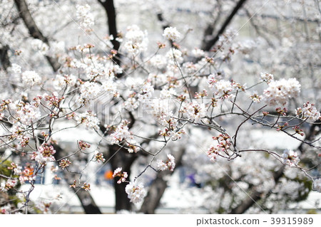 櫻花 櫻花 39315989