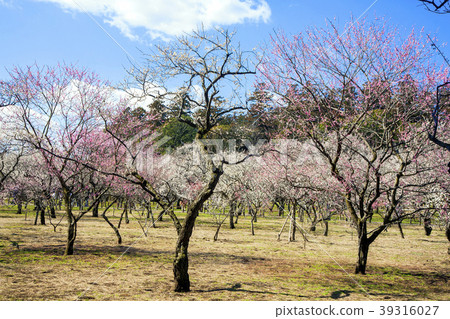 Plum forest at Mito Kairakuen Plum forest at Mito Kairakuen 39316027
