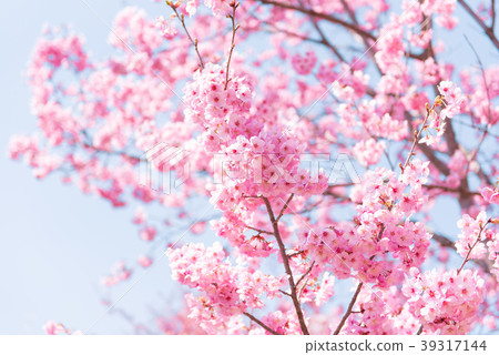 Cherry blossom cherry 39317144