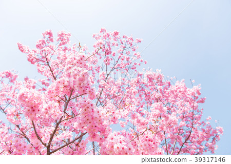 Cherry blossom cherry 39317146