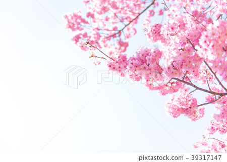 櫻花櫻桃 櫻花櫻桃 39317147