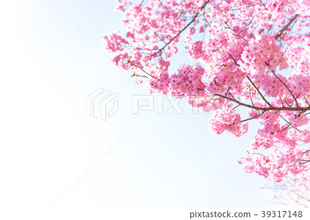 櫻花櫻桃 櫻花櫻桃 39317148