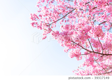 櫻花櫻桃 39317149