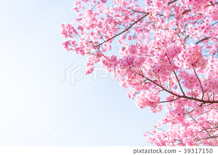 櫻花櫻桃 39317150