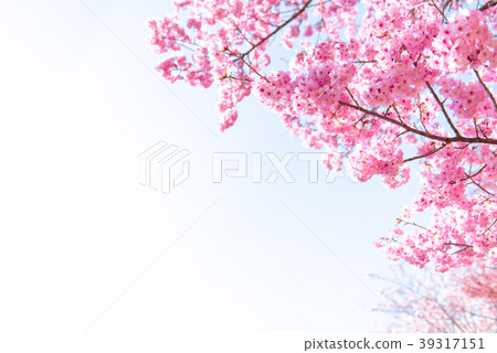 Cherry blossom cherry Cherry blossom cherry 39317151