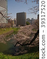 Cherry blossoms at Chidorigafuchi 39317520