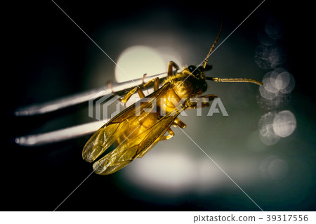 Ant Ant 39317556
