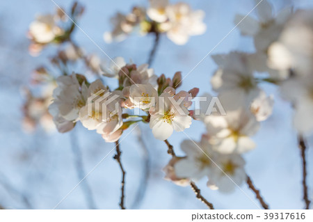 Cherry blossoms at dawn 39317616