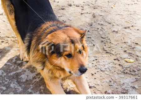 Dog close-up on the ground Dog close-up on the ground 39317661