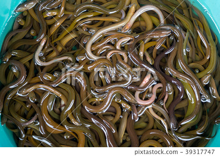 lot of small eels in basket on market 39317747