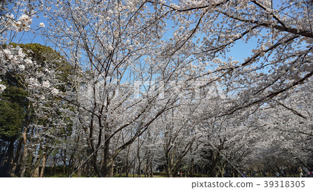 Cherry blossoms in the park 2 39318305