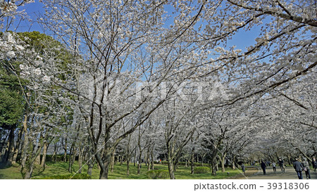 Cherry blossoms in the park 3 Cherry blossoms in the park 3 39318306