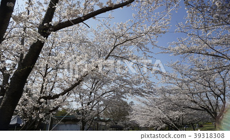 櫻花在公園裡5 39318308