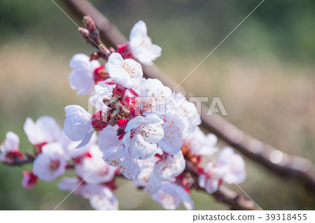 杏花1 39318455