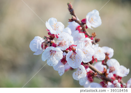 杏花2 39318456