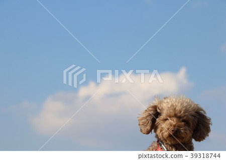 Blue sky and dog Blue sky and dog 39318744