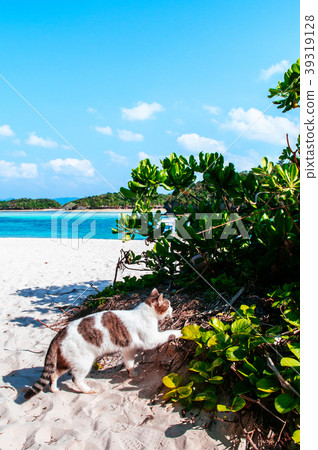 Cat walking on beach Kabira Bay, Ishigaki, Okinawa Cat walking on beach Kabira Bay, Ishigaki, Okinawa 39319128