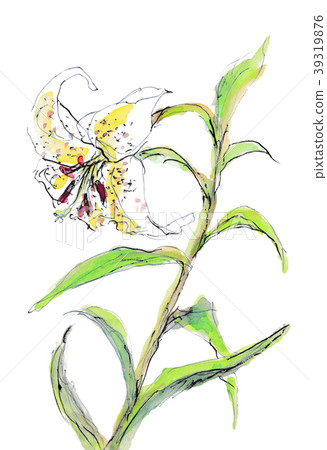 Wild lily Wild lily 39319876