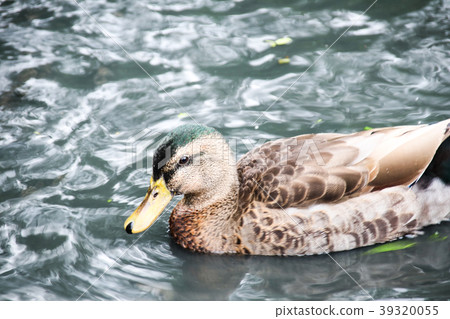 Eco park's mallard Eco park's mallard 39320055