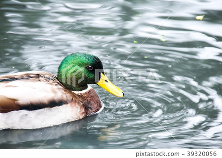 Eco park's mallard 39320056