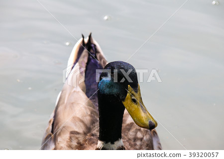 Eco park's mallard Eco park's mallard 39320057