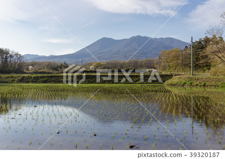 栃木縣那須山脈和稻田（5月） 39320187