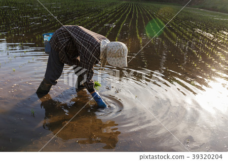 Rice planting (May) Grandma 39320204