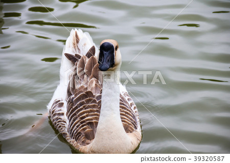 Taiwan Ecological Park Duck and Goose 39320587