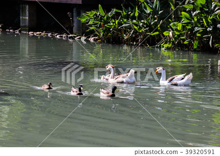 Taiwan Ecological Park Duck and Goose Taiwan Ecological Park Duck and Goose 39320591