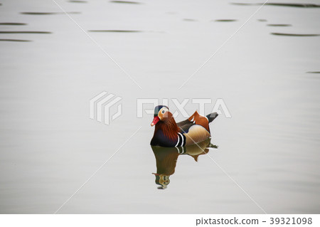 台灣生態園 39321098