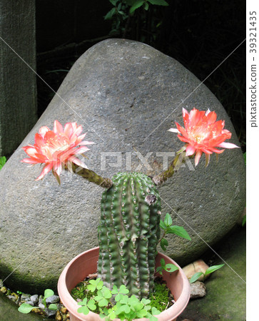 仙人掌花 39321435