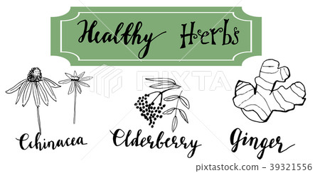 Herbs and medicinal plants collection. Vector hand 39321556