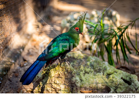 Green bird with beautiful feathers. Green bird with beautiful feathers. 39322175