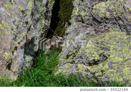 Alpine marmot (Marmota marmota) in the French Alps 39322184
