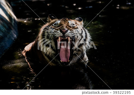Bengal tigers are immersed in water. Bengal tigers are immersed in water. 39322195