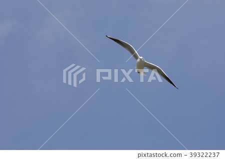 COB COB 39322237